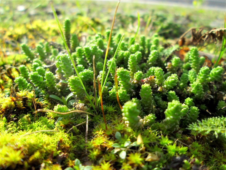 Scharfer Mauerpfeffer (Sedum acre) an der A620 in Alt-Saarbrücken