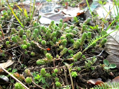 Scharfer Mauerpfeffer (Sedum acre) an der A620 in Alt-Saarbrücken