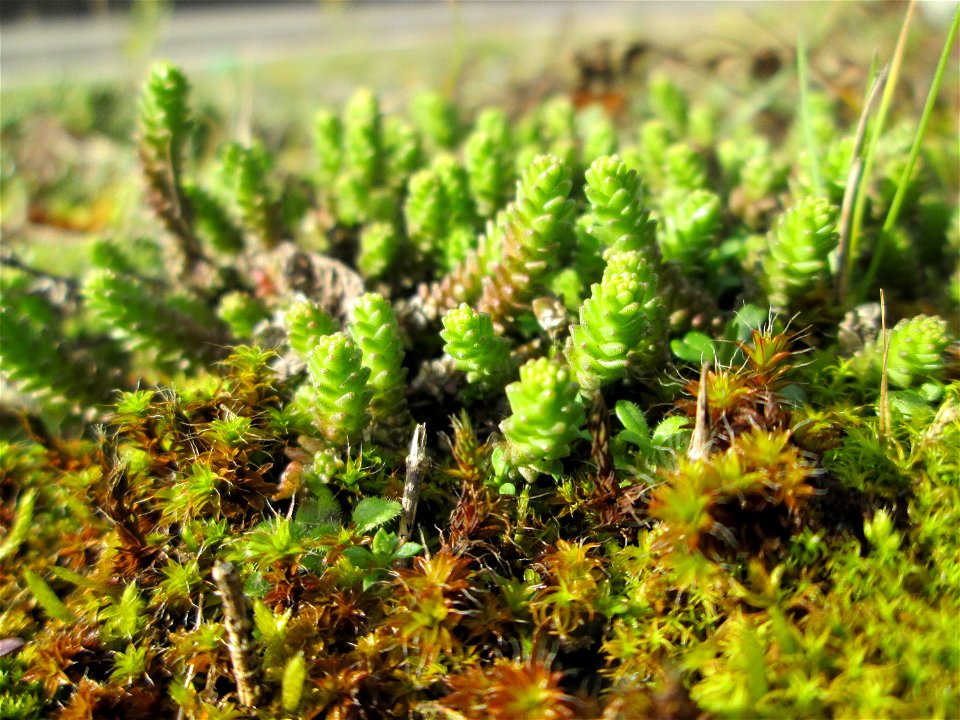 Scharfer Mauerpfeffer (Sedum acre) an der A620 in Alt-Saarbrücken