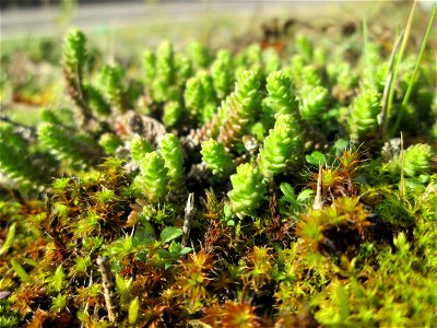 Scharfer Mauerpfeffer (Sedum acre) an der A620 in Alt-Saarbrücken