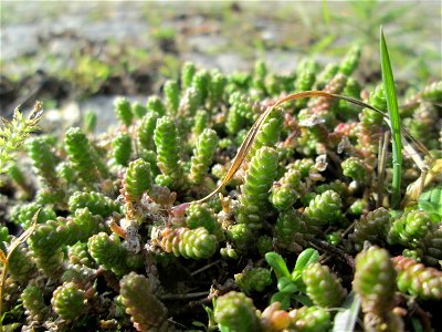Scharfer Mauerpfeffer (Sedum acre) an der A620 in Alt-Saarbrücken