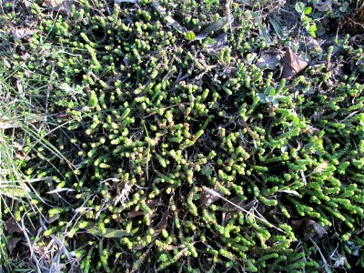 Scharfer Mauerpfeffer (Sedum acre) am Straßenrand in Hockenheim