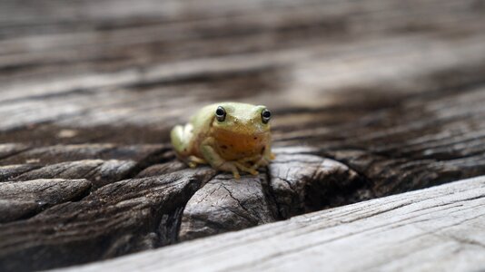 Green amphibian nature photo