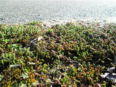 Scharfer Mauerpfeffer (Sedum acre) bei Reilingen