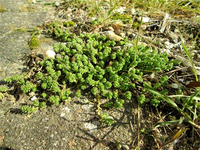 Scharfer Mauerpfeffer (Sedum acre) an der Böschung der A61 in Hockenheim