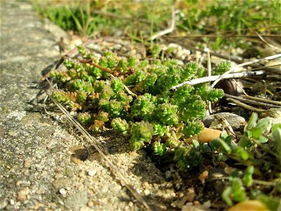 Scharfer Mauerpfeffer (Sedum acre) an der Böschung der A61 in Hockenheim