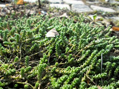 Scharfer Mauerpfeffer (Sedum acre) an der A620 in Alt-Saarbrücken