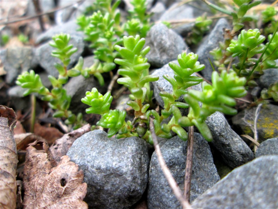 Scharfer Mauerpfeffer (Sedum acre) am Bahnhof Bruchmühlbach-Miesau
