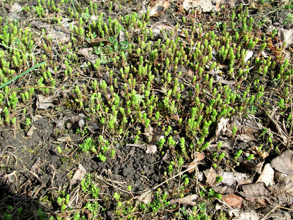 Scharfer Mauerpfeffer (Sedum acre) in Hockenheim - häufig an sonnigen Straßen- und Wegrändern