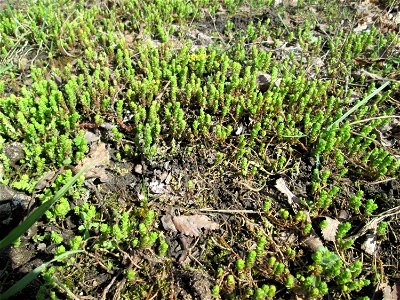 Scharfer Mauerpfeffer (Sedum acre) in Hockenheim - häufig an sonnigen Straßen- und Wegrändern
