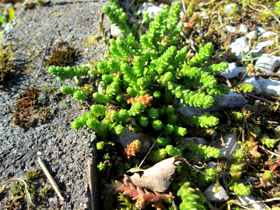 Scharfer Mauerpfeffer (Sedum acre) am Tierfriedhof in Alt-Saarbrücken