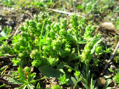 Scharfer Mauerpfeffer (Sedum acre) auf einer Streuobstwiese in Hockenheim