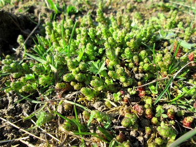 Scharfer Mauerpfeffer (Sedum acre) auf einer Streuobstwiese in Hockenheim