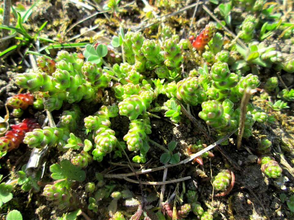 Scharfer Mauerpfeffer (Sedum acre) auf einer Streuobstwiese in Hockenheim