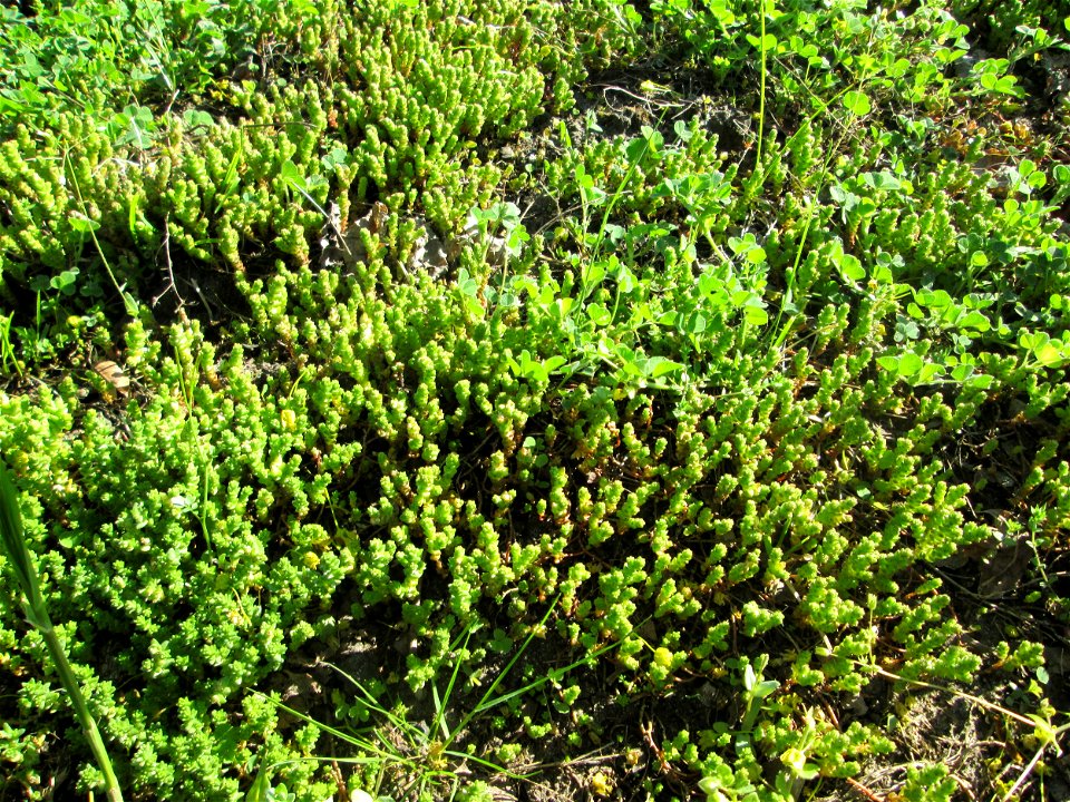 Scharfer Mauerpfeffer (Sedum acre) in Hockenheim - Habitat am Straßenrand