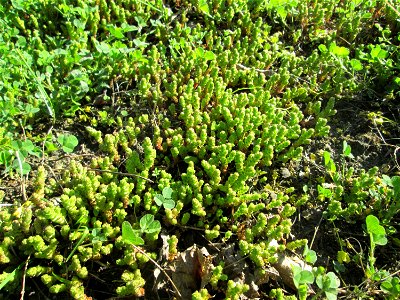 Scharfer Mauerpfeffer (Sedum acre) in Hockenheim - Habitat am Straßenrand