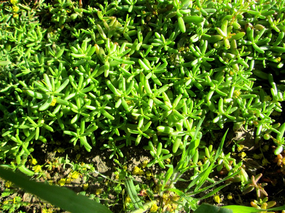 Weiße Fetthenne (Sedum album) in Hockenheim - auch ohne Blüte leicht zu unterscheiden vom nahe verwandten Scharfen Mauerpfeffer (Sedum acre)
