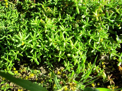 Weiße Fetthenne (Sedum album) in Hockenheim - auch ohne Blüte leicht zu unterscheiden vom nahe verwandten Scharfen Mauerpfeffer (Sedum acre)