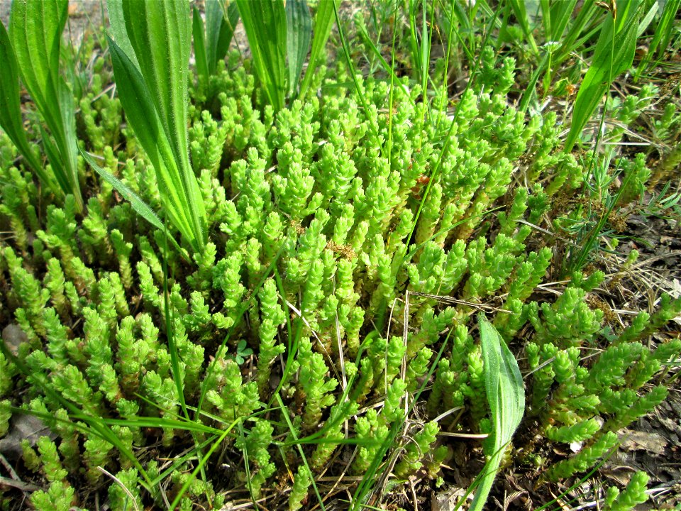 Scharfer Mauerpfeffer (Sedum acre) am Bahndamm in der Schwetzinger Hardt
