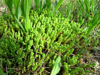 Scharfer Mauerpfeffer (Sedum acre) am Bahndamm in der Schwetzinger Hardt