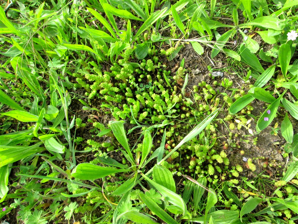 Scharfer Mauerpfeffer (Sedum acre) auf einer Streuobstwiese in Hockenheim