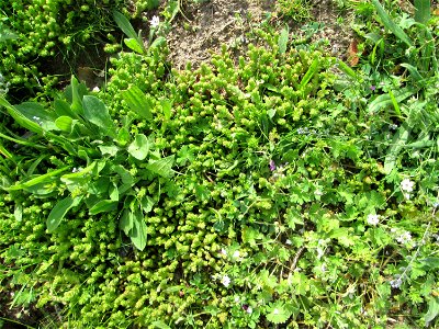 Scharfer Mauerpfeffer (Sedum acre) auf einer Streuobstwiese in Hockenheim