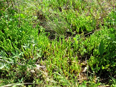 Scharfer Mauerpfeffer (Sedum acre) bei Reilingen