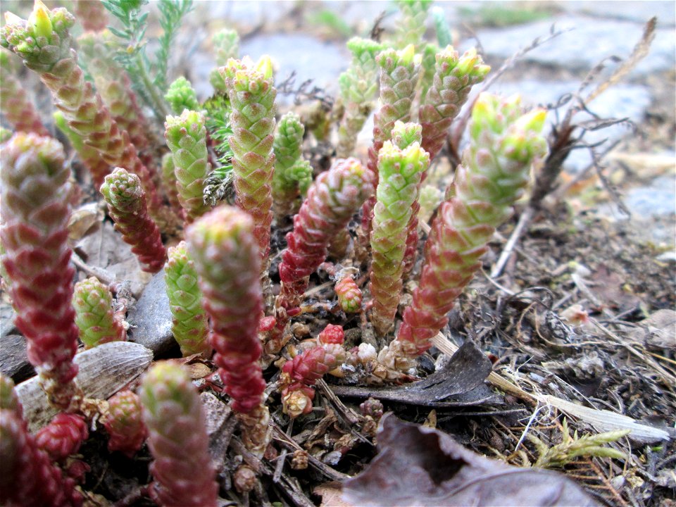 Scharfer Mauerpfeffer (Sedum acre) an der A620 in Alt-Saarbrücken