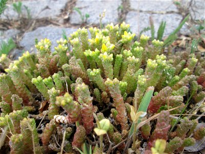 Scharfer Mauerpfeffer (Sedum acre) an der A620 in Alt-Saarbrücken