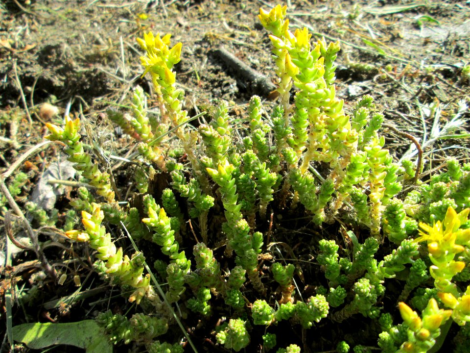 Aufblühender Scharfer Mauerpfeffer (Sedum acre) an einem Straßenrand in Hockenheim