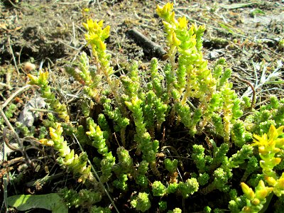 Aufblühender Scharfer Mauerpfeffer (Sedum acre) an einem Straßenrand in Hockenheim