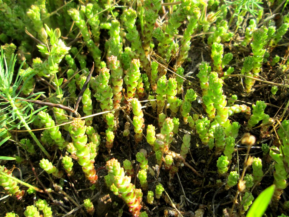 Scharfer Mauerpfeffer (Sedum acre) auf einer Streuobstwiese in Hockenheim
