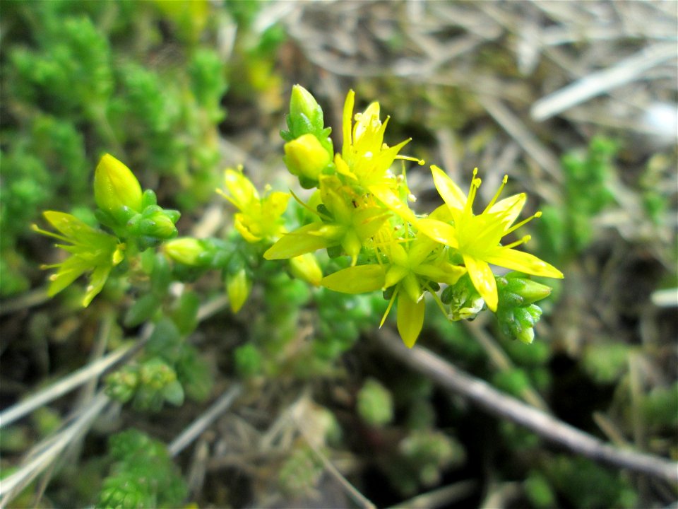 Aufblühender Scharfer Mauerpfeffer (Sedum acre) in Hockenheim