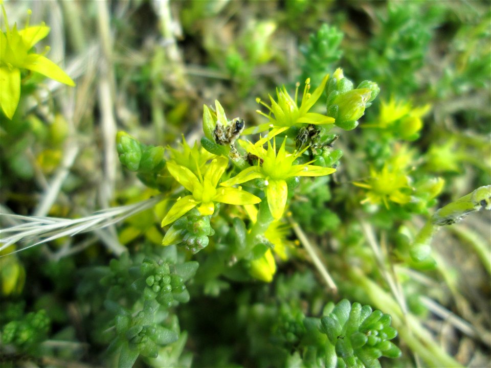 Aufblühender Scharfer Mauerpfeffer (Sedum acre) in Hockenheim