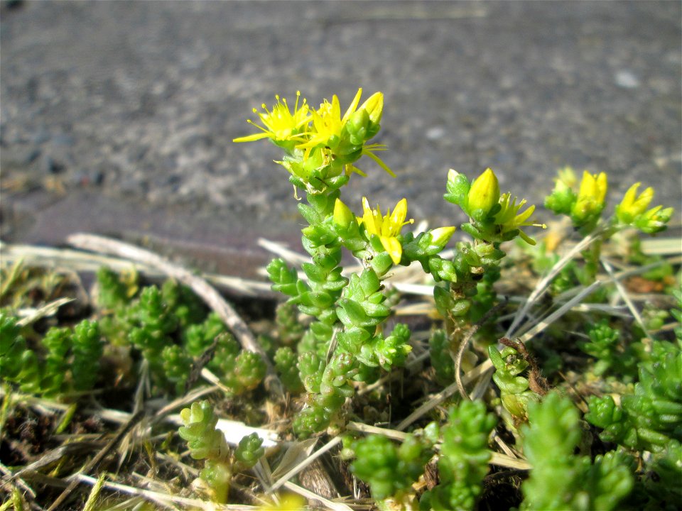 Aufblühender Scharfer Mauerpfeffer (Sedum acre) in Hockenheim