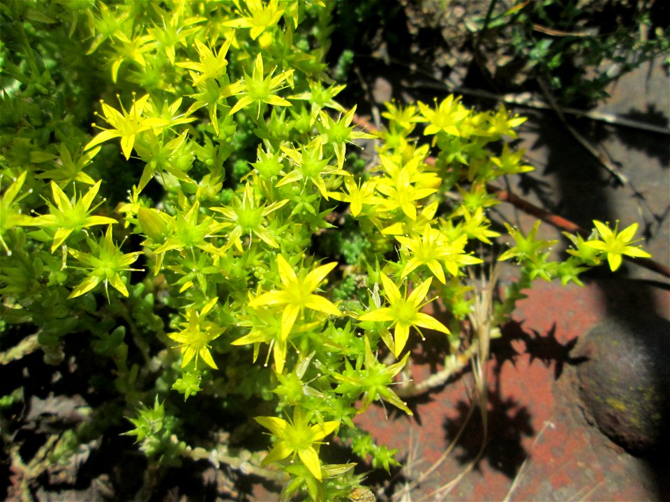 Scharfer Mauerpfeffer (Sedum acre) am Osthafen Saarbrücken