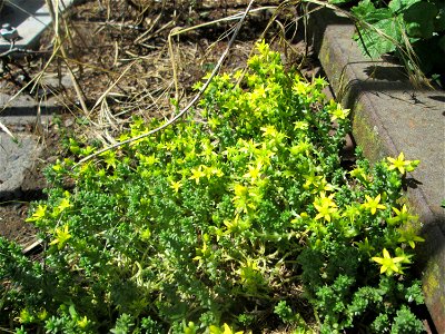 Scharfer Mauerpfeffer (Sedum acre) am Osthafen Saarbrücken