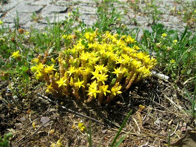 Scharfer Mauerpfeffer (Sedum acre) an der A 620 in Alt-Saarbrücken