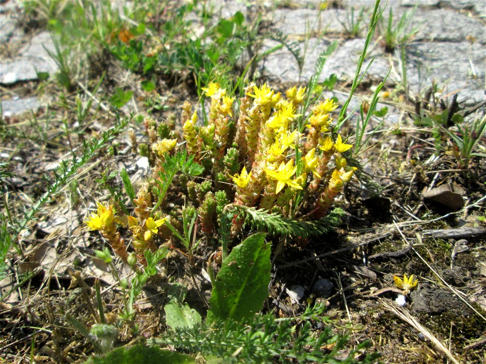 Scharfer Mauerpfeffer (Sedum acre) an der A 620 in Alt-Saarbrücken