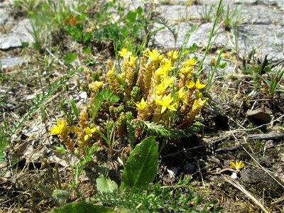 Scharfer Mauerpfeffer (Sedum acre) an der A 620 in Alt-Saarbrücken