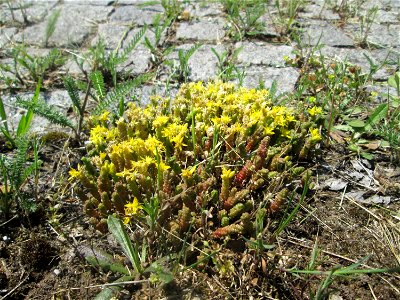 Scharfer Mauerpfeffer (Sedum acre) an der A 620 in Alt-Saarbrücken
