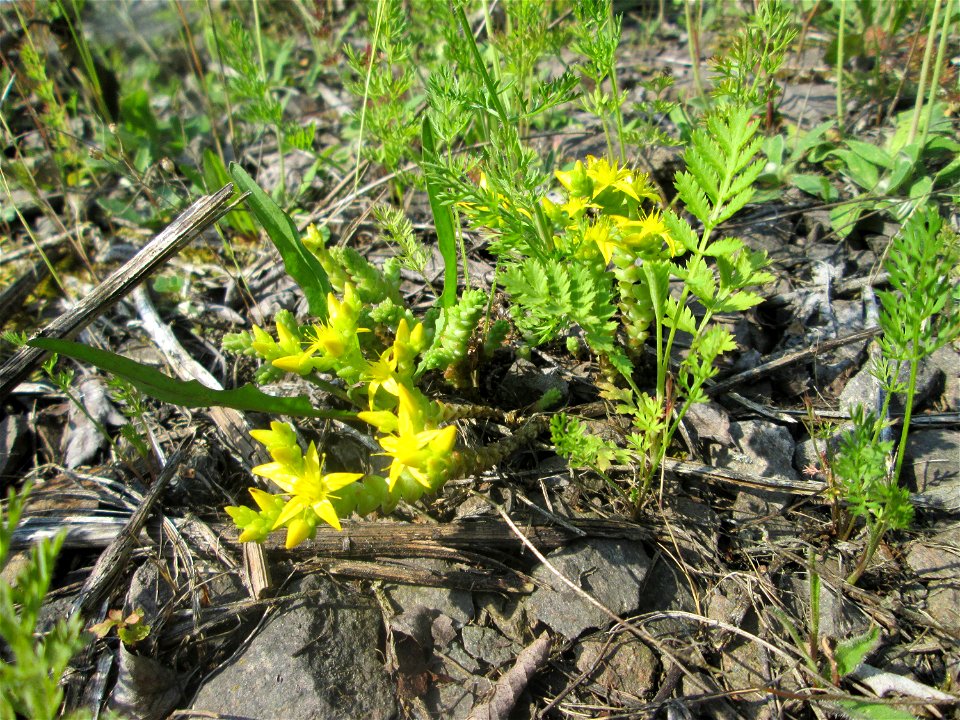 Scharfer Mauerpfeffer (Sedum acre) am Bahnhof Bruchmühlbach-Miesau