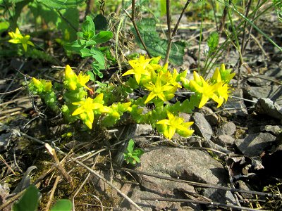 Scharfer Mauerpfeffer (Sedum acre) am Bahnhof Bruchmühlbach-Miesau