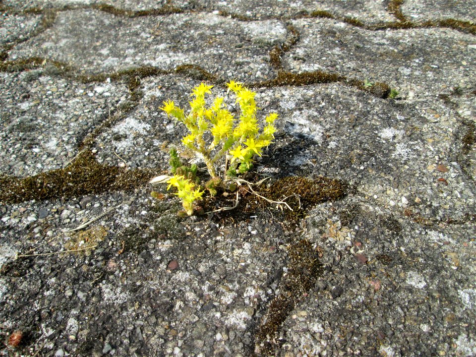 Ritzenbotanik: Scharfer Mauerpfeffer (Sedum acre) auf Pflasterstein in Hockenheim