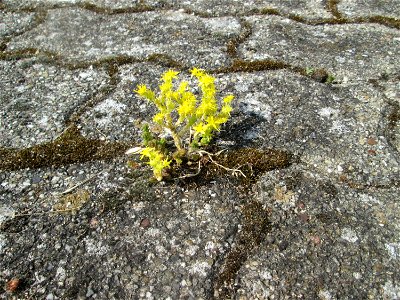 Ritzenbotanik: Scharfer Mauerpfeffer (Sedum acre) auf Pflasterstein in Hockenheim