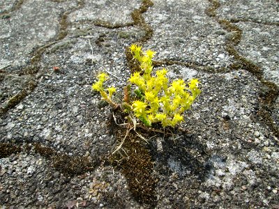 Ritzenbotanik: Scharfer Mauerpfeffer (Sedum acre) auf Pflasterstein in Hockenheim