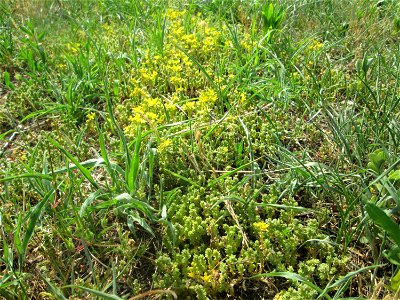 Scharfer Mauerpfeffer (Sedum acre) in Hockenheim
