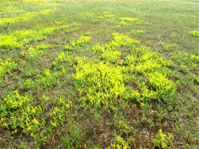 Milder Mauerpfeffer (Sedum sexangulare) auf einer Parkplatzwiese in Hockenheim