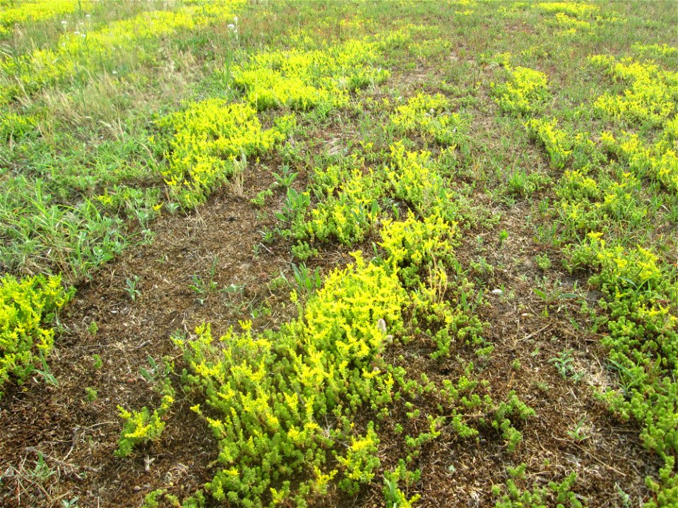 Milder Mauerpfeffer (Sedum sexangulare) auf einer Parkplatzwiese in Hockenheim