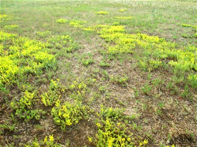Milder Mauerpfeffer (Sedum sexangulare) auf einer Parkplatzwiese in Hockenheim